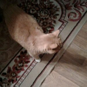 Meet your Posher, Valerie